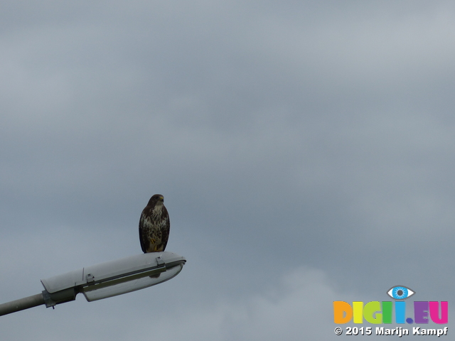 FZ020307 Buzzard (Buteo buteo) on lamppost